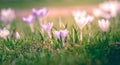 Image of a colorful field of crocuses during spring on a sunny day with blur in the back and foreground Royalty Free Stock Photo