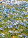 Image of a colorful field of crocuses during spring on a sunny day with blur in the back and foreground