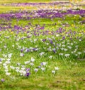 Image of a colorful field of crocuses during spring on a sunny day with blur in the back and foreground