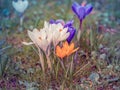 Image of a colorful field of crocuses during spring on a sunny day with blur in the back and foreground