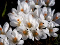 Image of a colorful field of crocuses during spring on a sunny day with blur in the back and foreground