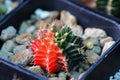 The image of the colorful gymnocalysium cactus in pot