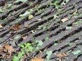 Image of colorful leaves on the ground