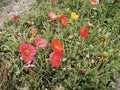 colorful papaver nudicaule flower at meadow Royalty Free Stock Photo