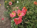 colorful papaver nudicaule flower at meadow Royalty Free Stock Photo