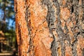 Colorful pine tree bark detail Royalty Free Stock Photo
