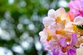 The image of colorful rose flower bouquet with blur background Royalty Free Stock Photo