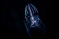 Image of a comb jellyfish at night. Royalty Free Stock Photo
