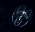 Image of a comb jellyfish at night. Royalty Free Stock Photo