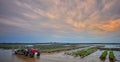 Oyster Beds on Beach, Jersey CI.