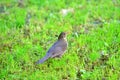 image of a  common blackbird on a grass Royalty Free Stock Photo
