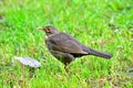 image of a  common blackbird on a grass Royalty Free Stock Photo