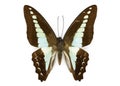 Image of Common Bluebottle Butterfly Graphium sarpedon