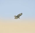 Common buzzard in flight Royalty Free Stock Photo