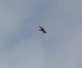 Buzzard in flight Royalty Free Stock Photo