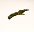 Common buzzard in flight