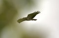 Common buzzard in flight