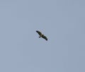 Common buzzard in flight Royalty Free Stock Photo