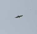 Common buzzard in flight Royalty Free Stock Photo