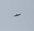 Common buzzard in flight