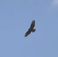 common buzzard in flight silhouette Royalty Free Stock Photo