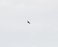 Buzzard in flight in clouds Royalty Free Stock Photo