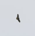 Common buzzard in flight Royalty Free Stock Photo