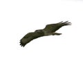 Common buzzard in flight Royalty Free Stock Photo
