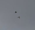 Common buzzards in sky dance Royalty Free Stock Photo