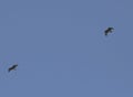 Common buzzards in flight Royalty Free Stock Photo