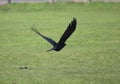 Common crow landing on grass