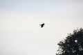 Crow flying in silhouette