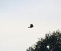 Crow in silhouette