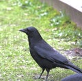 Common crow on the grass Royalty Free Stock Photo