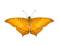 Image of common cruiser butterfly Vindula erota erota isolated on white background. Insect. Animals