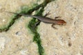 Image of a common garden skink Scincidae on the floor. Reptile