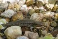 Image of a common garden skink Scincidae on the rock.