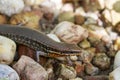 Image of a common garden skink Scincidae on the rock. Reptile.