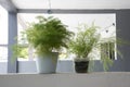 Image of the Common green asparagus fern houseplant Royalty Free Stock Photo