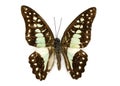 Image of Common Jay Butterfly Graphium dosan.