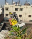 Image of Common Jezebel butterfly sucking nectur from periwinkle flower. Royalty Free Stock Photo