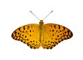 Image of Common Leopard Butterfly Phalanta phalantha isolated on white background. Insect. Animals