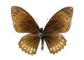 Image of Common Mime Butterfly Chilasa clytia.
