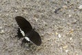 Image of The Common Mormon butterfly Papilio polytes romulus.