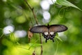 Image of The Common Mormon butterfly Papilio polytes romulus.