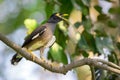 Image Of Common Mynah Bird On The Branch On Nature Background.
