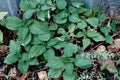 Image common nettle Urtica dioica