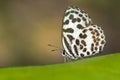 Image of common pierrot butterfly on nature background. Insect