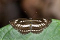 Image of common plain sailor butterfly on green leaves. Insect