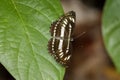 Image of common plain sailor butterfly on green leaves. Insect